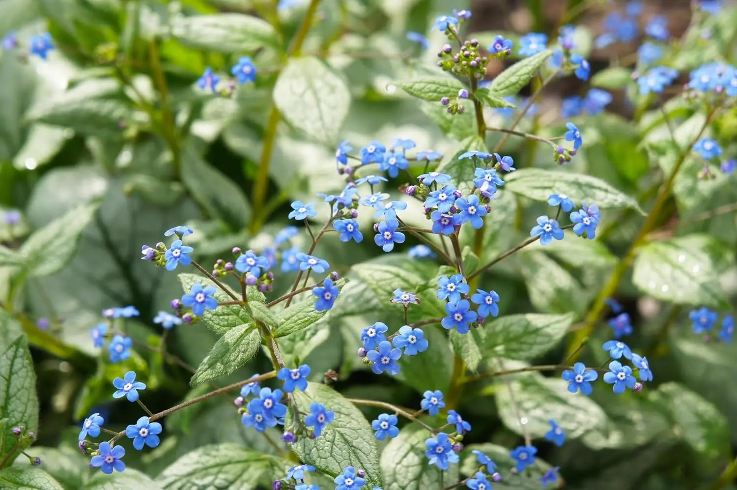 Brunnera macrophylla 'Jack Frost', kaukasisches Vergissmeinnicht, Staude mit silbrig-weißen Blättern, von Stauden Gänge