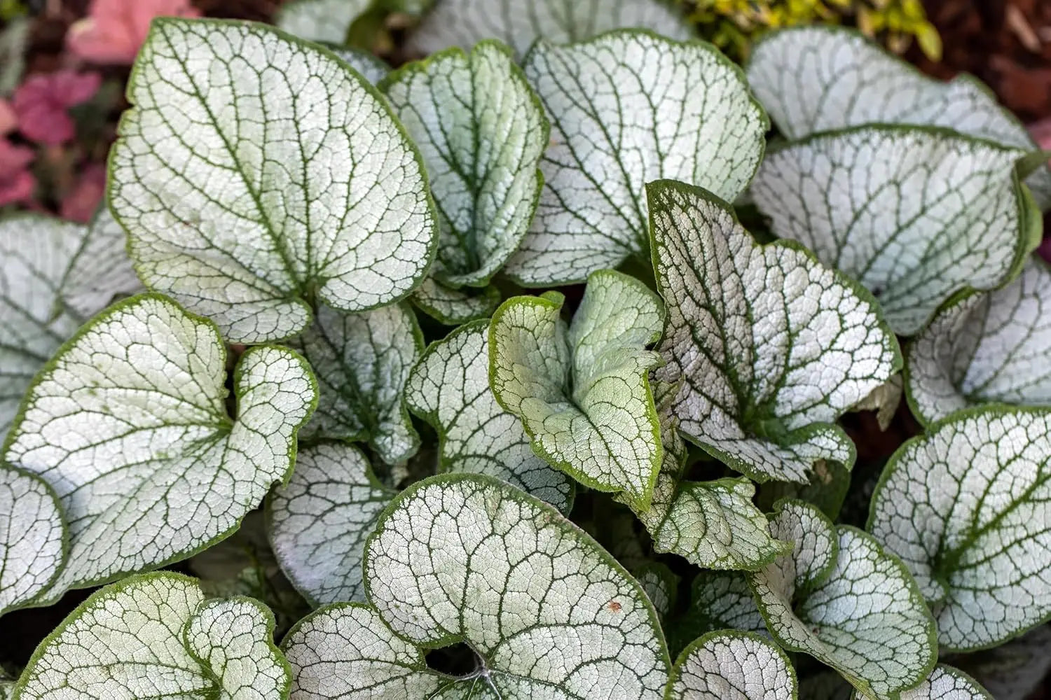 Kaukasus Vergissmeinnicht Staude Brunnera macrophylla 'Jack Frost' von Stauden Gänge, mit silbernen Blättern und blauen Blüten