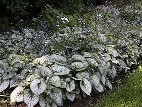 Kaukasus Vergissmeinnicht (Brunnera macrophylla 'Jack Frost') Staude mit silbrig-weißen und grünen Blättern, Stauden Gänge.