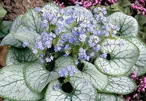 Kaukasus Vergissmeinnicht (Brunnera macrophylla 'Jack Frost') Staude mit silber-weißen Blättern und blauen Blüten, Stauden Gänge