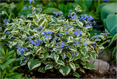 Buntlaubige Staude Brunnera macrophylla 'Variegata' mit hellgrünen und weißen Blättern, blüht im Frühling, bei Stauden Gänge