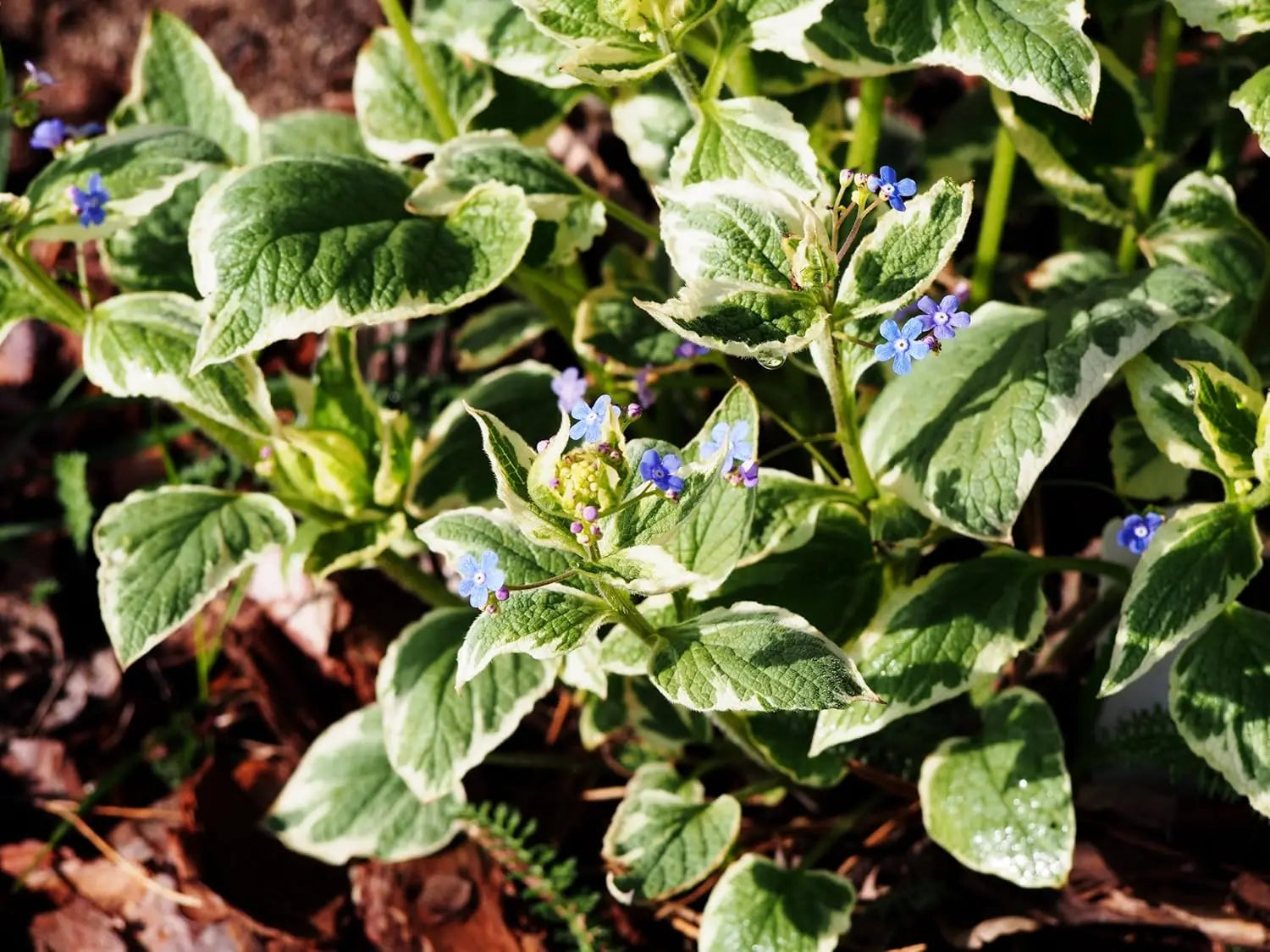 Bunte variegierte Staude Brunnera macrophylla 'Variegata' mit grünen und weißen Blättern, Kaukasus Vergissmeinnicht, Stauden Gänge