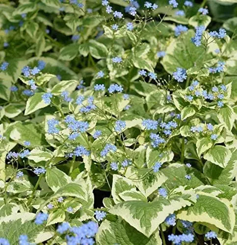 Brunnera macrophylla 'Variegata', Kaukasus Vergissmeinnicht, Staude mit grün-weiß variegten Blättern, blüht im Garten