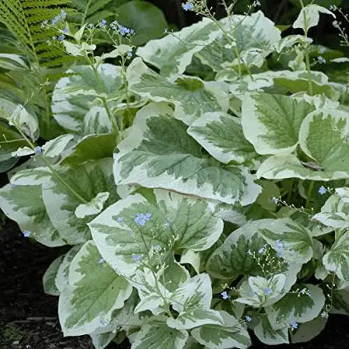 Staude Brunnera macrophylla 'Variegata' mit grün-weißen Blättern und blauen Blüten, Pflanze von Stauden Gänge.