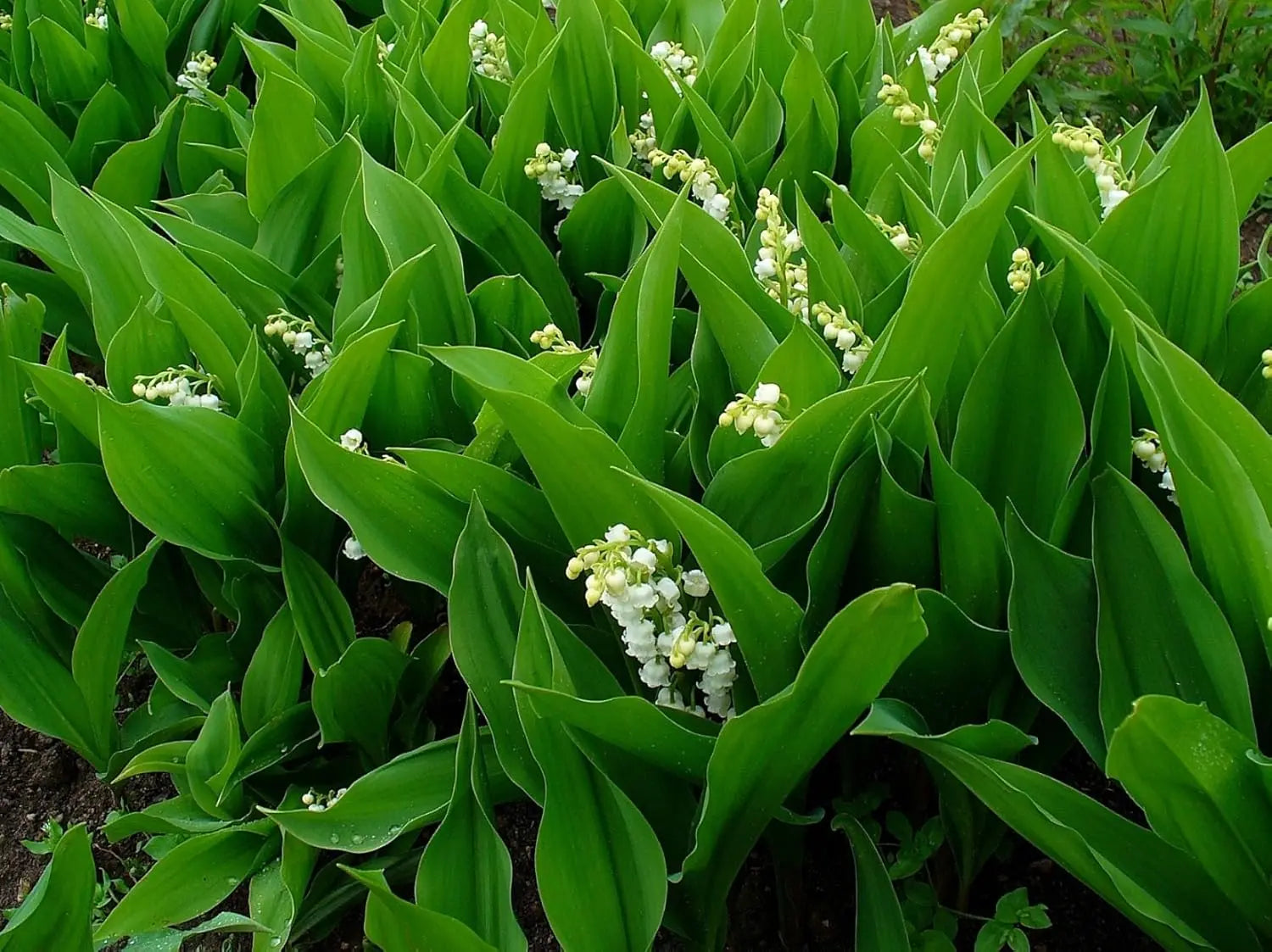 Maiglöckchen Staude von Stauden Gänge, grüne Blätter und weiße Blüten, natürliche Pflanze für den Garten
