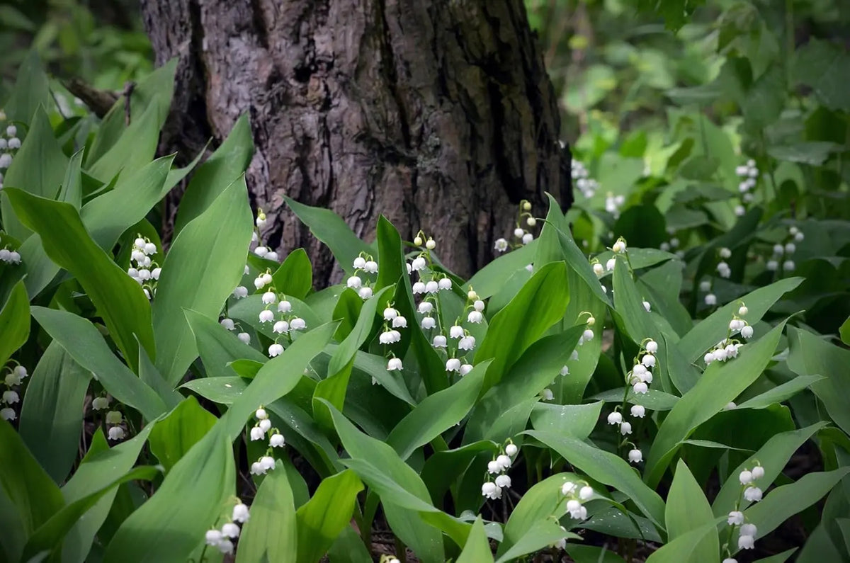 Maiglöckchen Staude von Stauden Gänge, weiße Blüten und grüne Blätter, natürliche Pflanze für Garten und Balkon