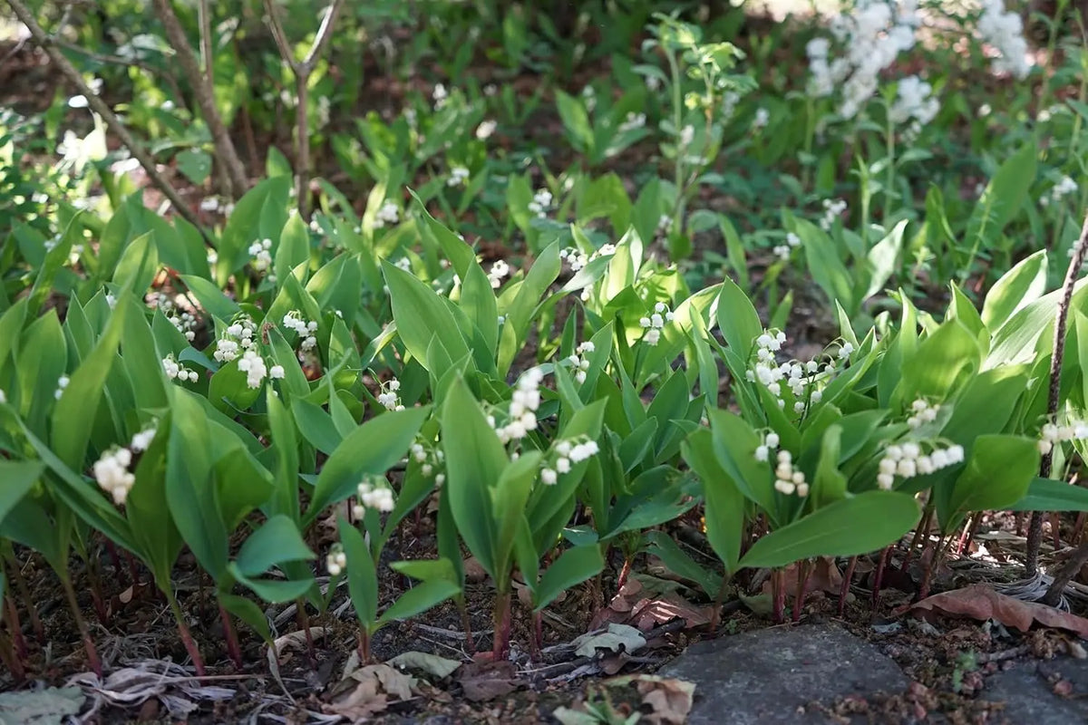 Maiglöckchen Staude Convallaria majalis mit weißen Blüten, gepflanzt in einem Garten, von Stauden Gänge.