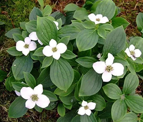 Staude Cornus canadensis, Teppich-Hartriegel, grüne Blätter und kleine weiße Blüten, wächst bodenbedeckend, von Stauden Gänge.