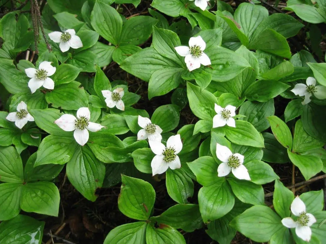 Stauden Gänge Cornus canadensis, Teppich-Hartriegel, bodenbedeckende Staude mit grünen Blättern und kleinen weißen Blüten.