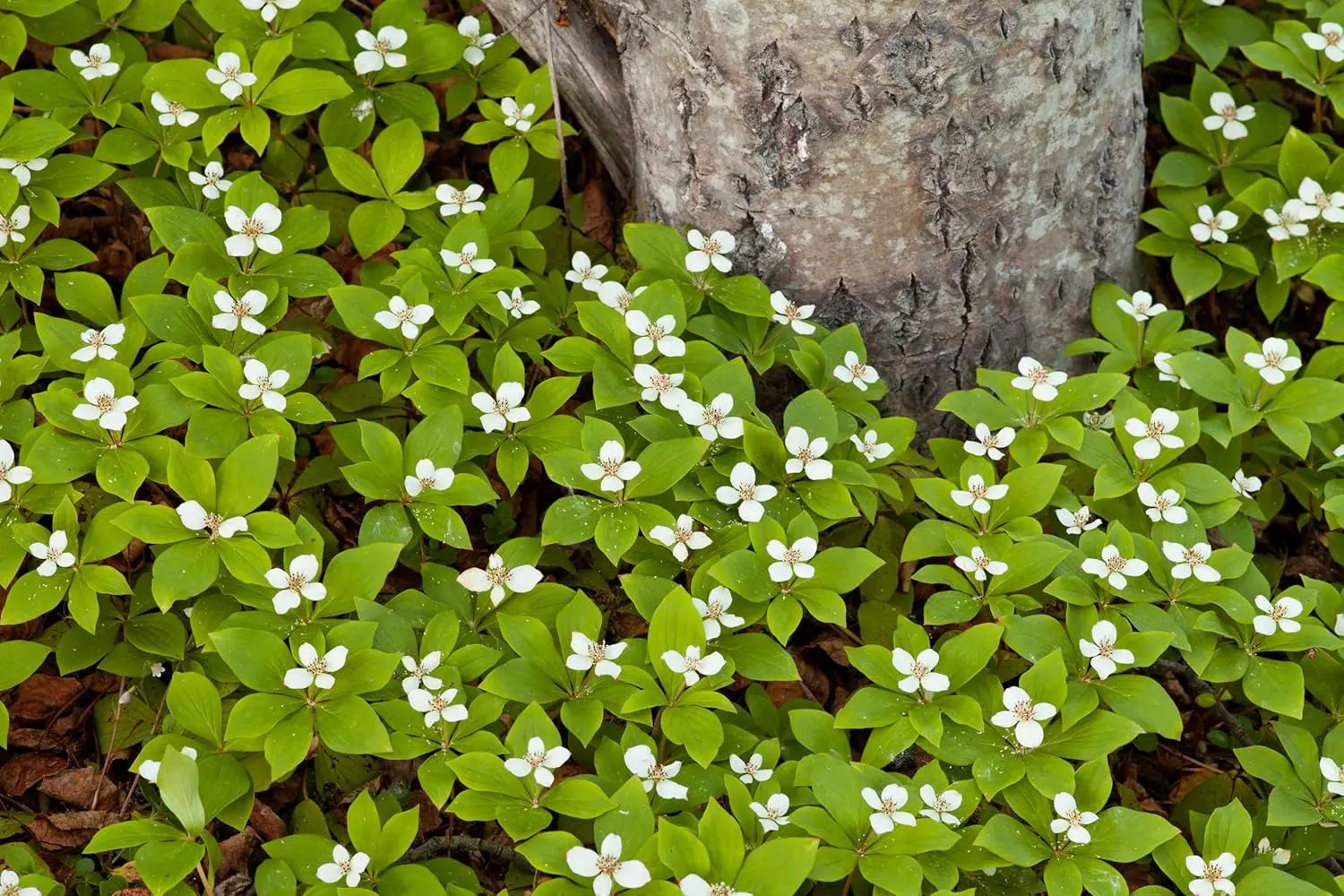 Staude Cornus canadensis, Teppich-Hartriegel, grüne Blätter und kleine weiße Blüten, wächst niedrig als Bodendecker.