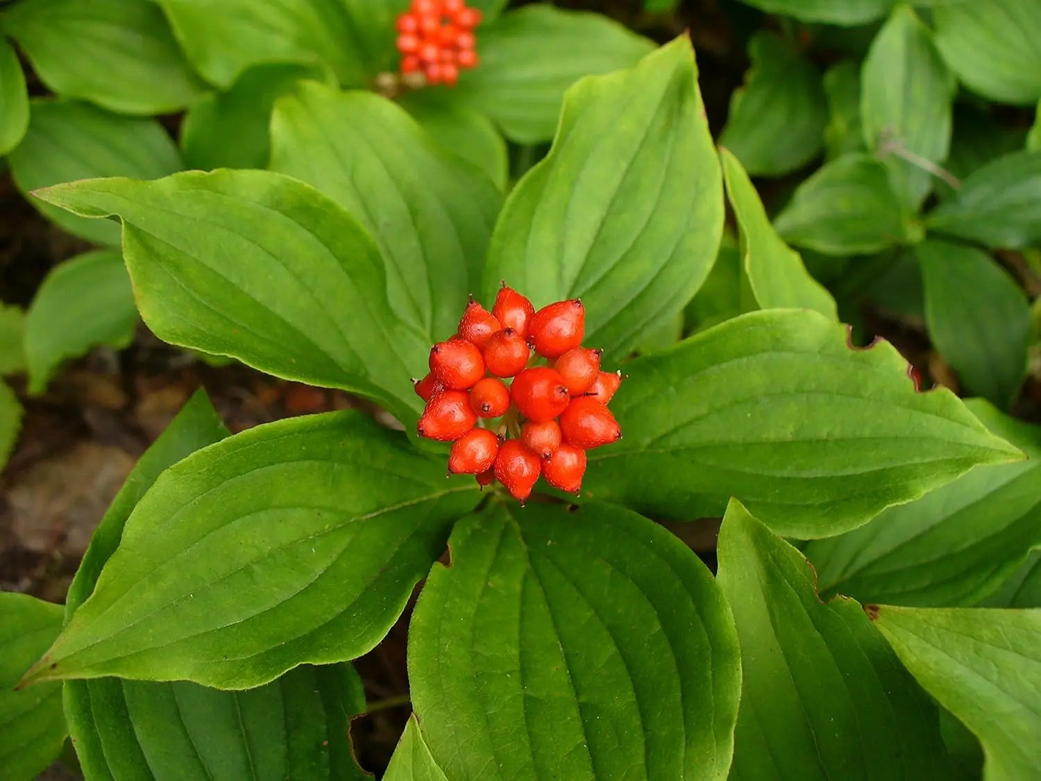 Staude Cornus canadensis, Teppich-Hartriegel, mit grünem Laub und kleinen weißen Blüten, bei Stauden Gänge.