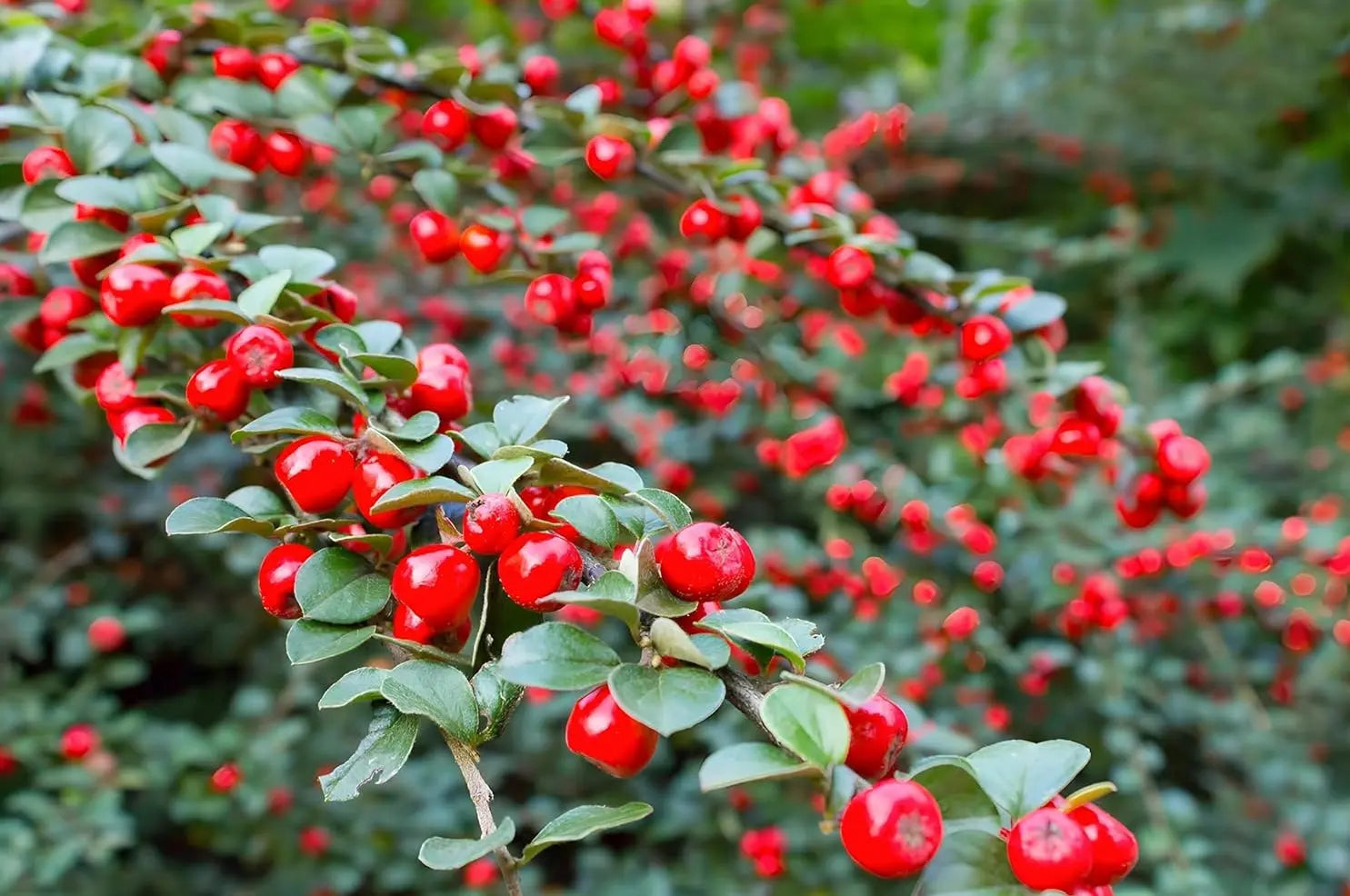 Cotoneaster dammeri 'Coral Beauty' Staude, Teppichmispel mit grünen Blättern und roten Beeren, von Stauden Gänge.