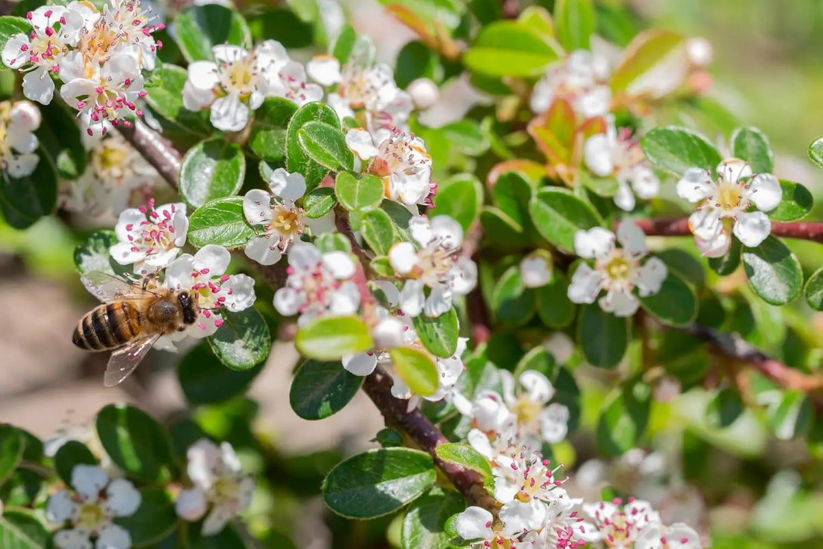 Staude Cotoneaster dammeri 'Coral Beauty' von Stauden Gänge, dicht wachsend, mit kleinen grünen Blättern und roten Beeren.