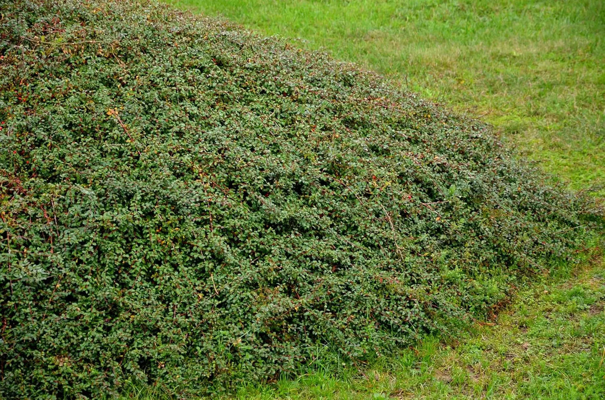 Staudengehölz Cotoneaster dammeri 'Coral Beauty' von Stauden Gänge, bodendeckende Teppichmispel mit roten Beeren
