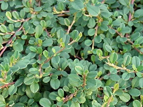 Staude Cotoneaster dammeri 'Frieders Evergreen' von Stauden Gänge, dicht wachsender Teppichmispel mit grünen Blättern.