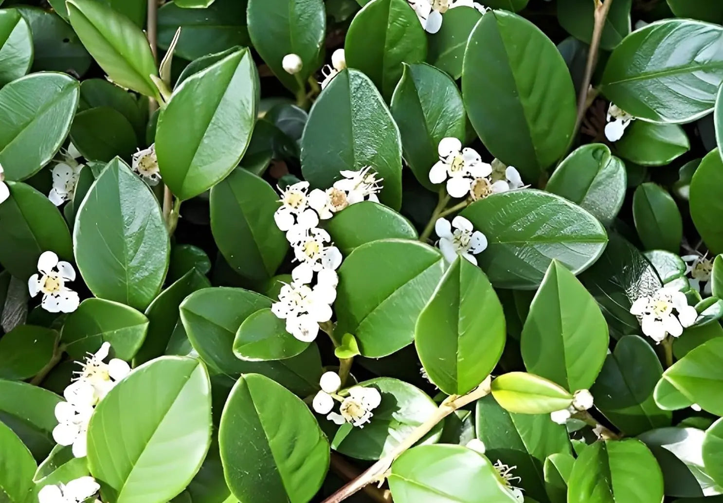 Grüne Cotoneaster dammeri 'Radicans' Teppichmispel Staude, bodendeckend, wächst dicht und niedrig, bei Stauden Gänge.