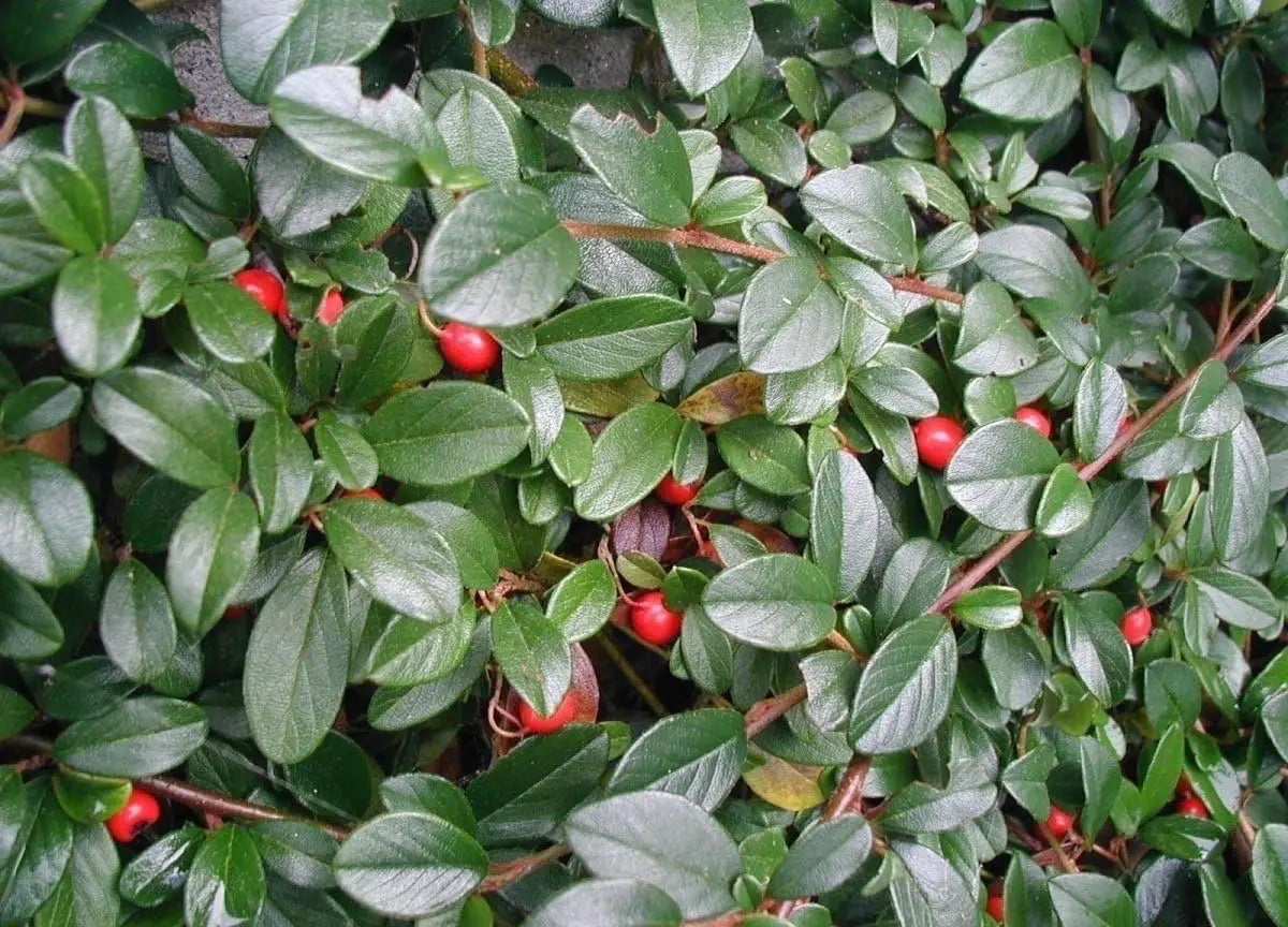 Staude Cotoneaster dammeri 'Radicans' von Stauden Gänge, bodendeckende Teppichmispel mit grünen Blättern.