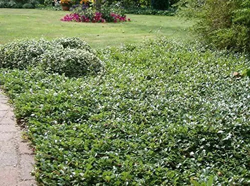 Stauden Gänge Cotoneaster dammeri 'Radicans' Teppichmispel, dichte Staude mit grünen, kriechenden Trieben, ideal für Bodendecker.