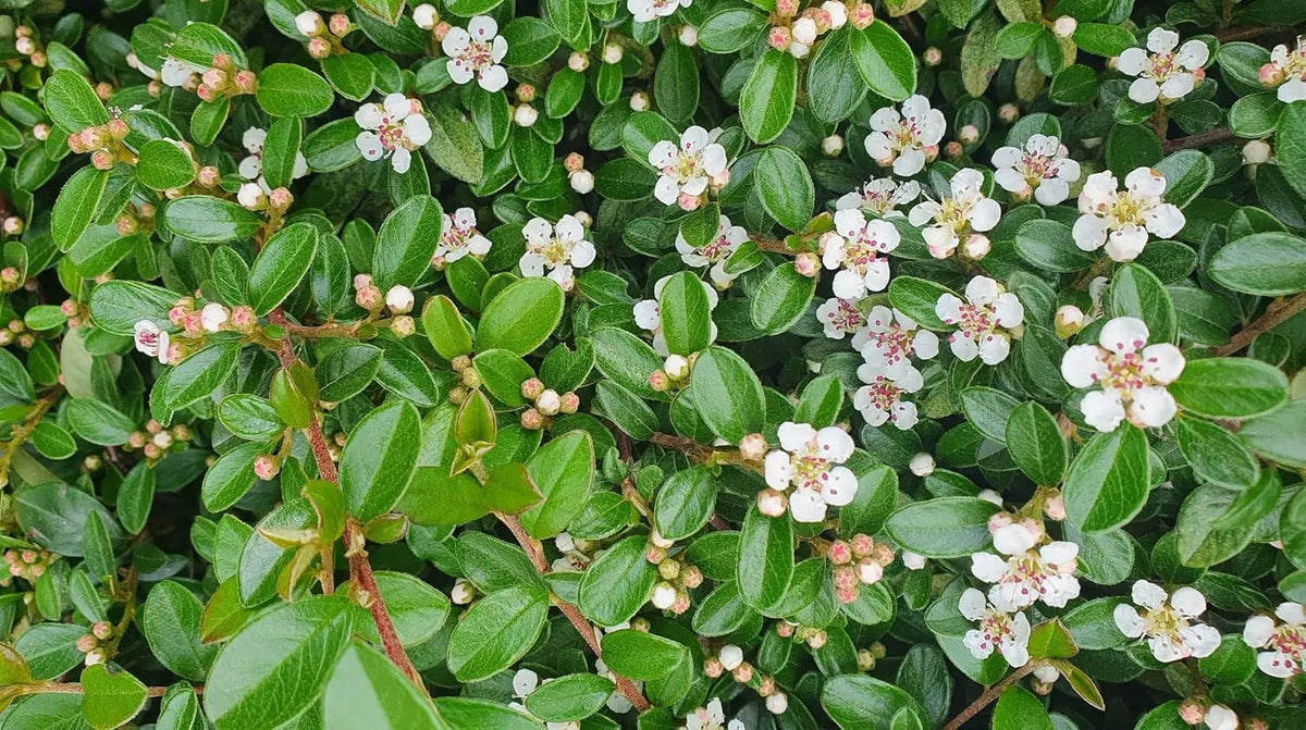 Grüne Cotoneaster dammeri 'Radicans' Teppichmispel Staude, dichter Bodendecker mit kleinen Blättern, von Stauden Gänge