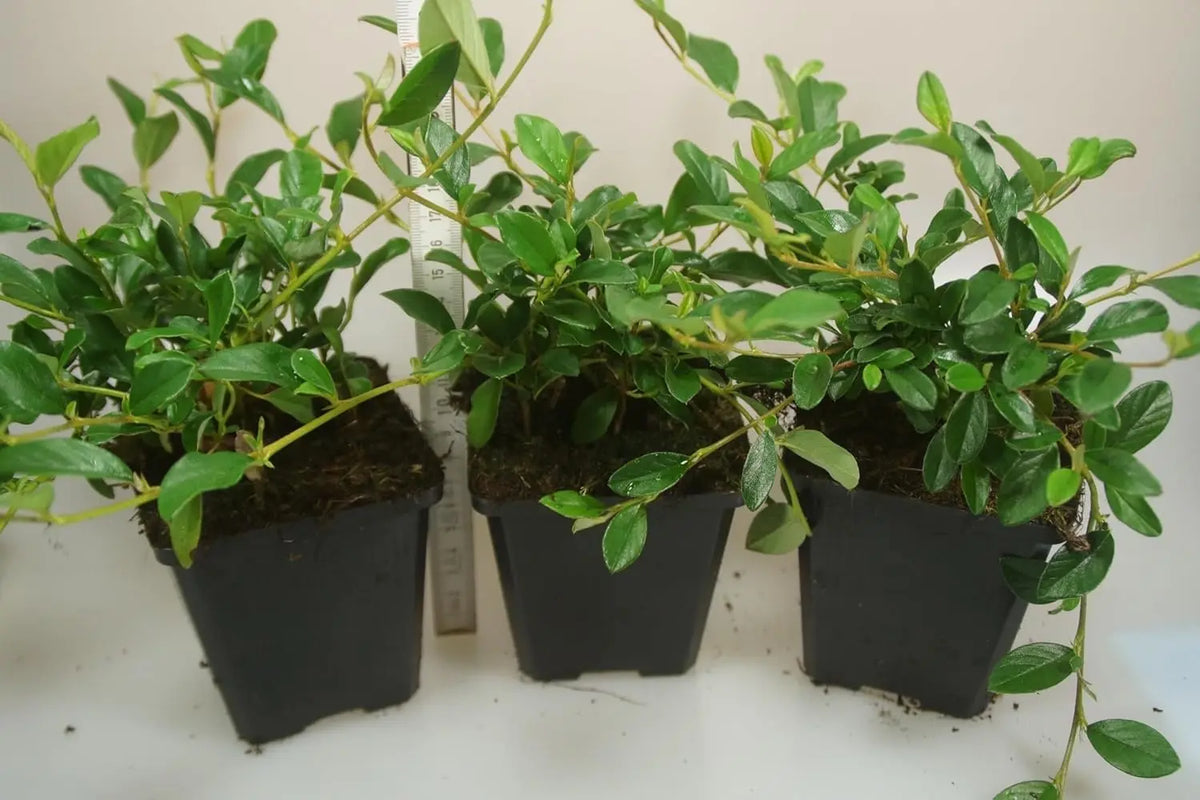 Staude Cotoneaster dammeri 'Radicans' von Stauden Gänge, dicht wachsender Teppichmispel mit kleinen grünen Blättern.