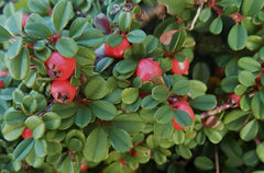 Cotoneaster dammeri 'Stribs Findling‘, Teppichmispel Staude von Stauden Gänge mit grünen, kriechenden Trieben auf Bild.