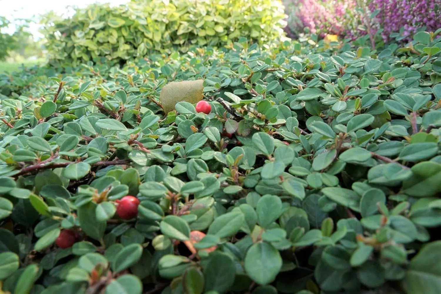 Cotoneaster dammeri 'Stribs Findling‘ Teppichmispel Staude von Stauden Gänge, bodenbedeckende Pflanze mit kleinen Blättern