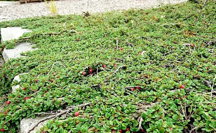 Staude Cotoneaster dammeri 'Stribs Findling' von Stauden Gänge, dicht wachsend, mit grünen Blättern und kleinen roten Beeren.