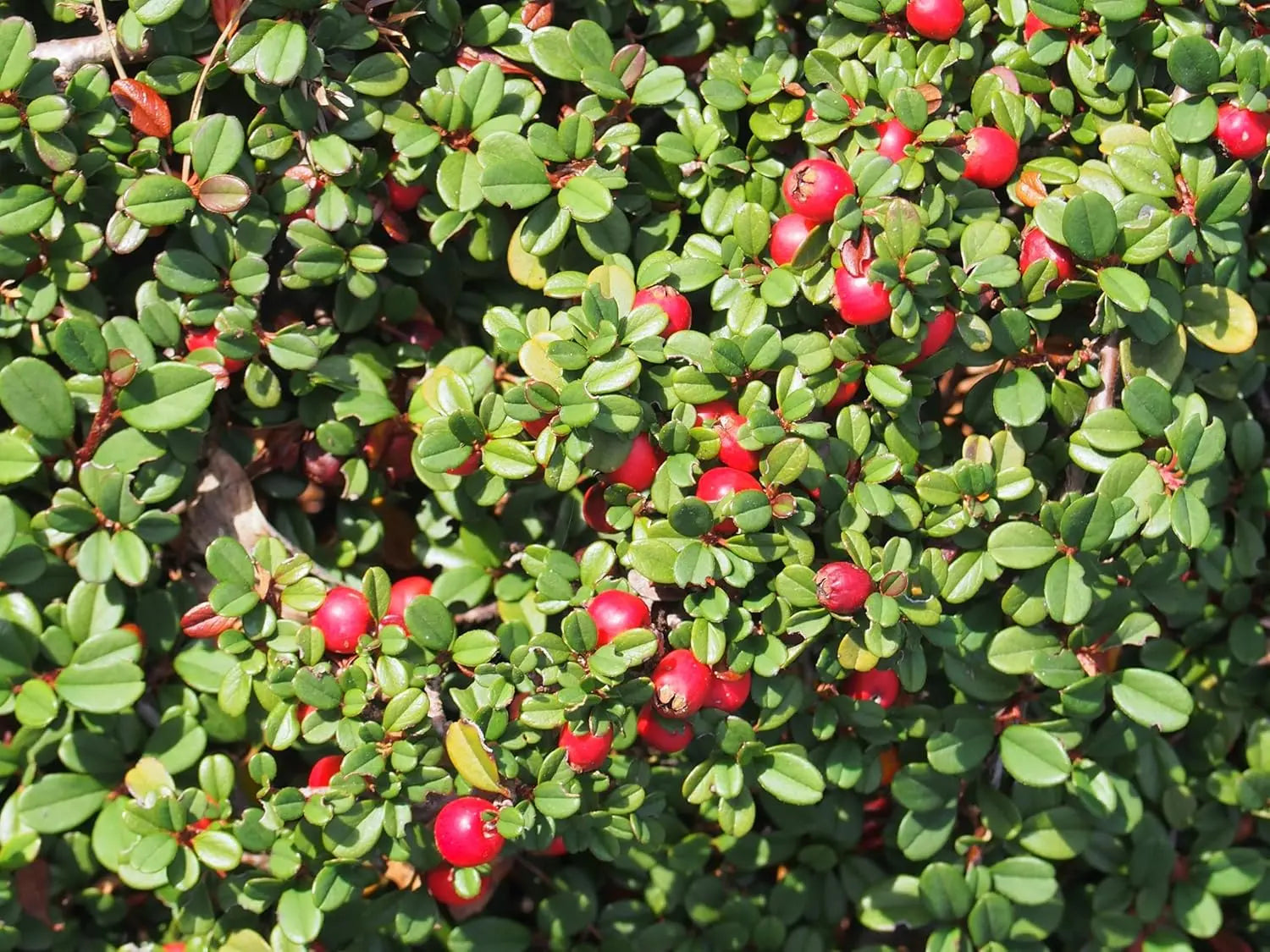 Cotoneaster dammeri 'Stribs Findling' – Teppichmispel Staude von Stauden Gänge, grüne Blätter und kleine rote Beeren sichtbar
