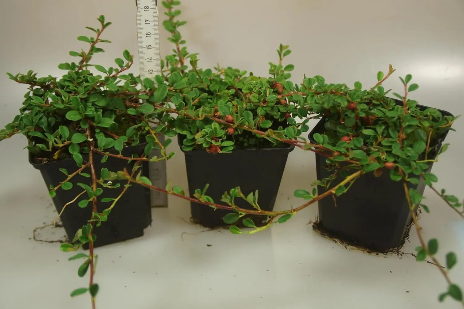 Staude Cotoneaster dammeri 'Stribs Findling' von Stauden Gänge, bodenbedeckende Teppichmispel mit grünen Blättern.