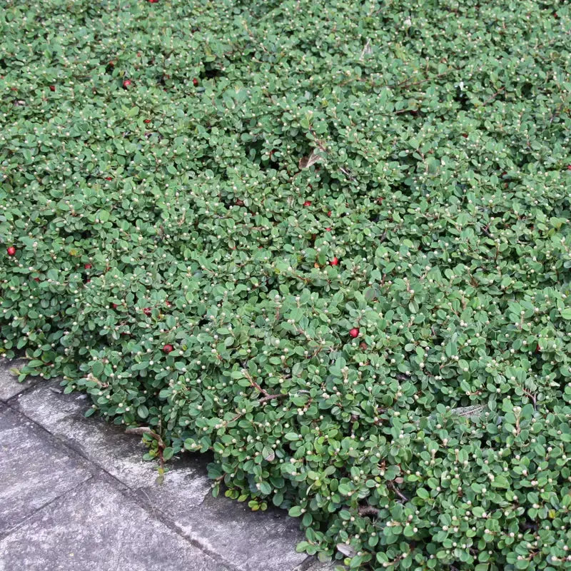 Cotoneaster dammeri 'Stribs Findling' Teppichmispel Staude von Stauden Gänge, bodendeckende Pflanze mit grünen Blättern
