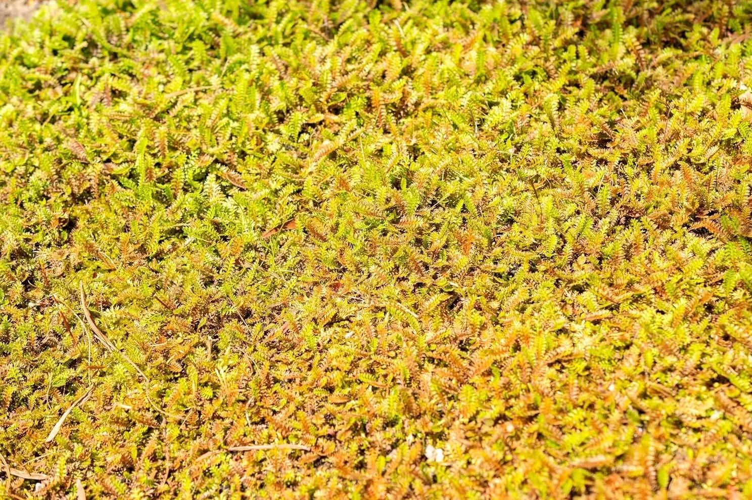 Leptinella squalida Fiederpolster, Staude von Stauden Gänge, grüne Blattpolster mit feinen Fiederblättern, Bodendecker.