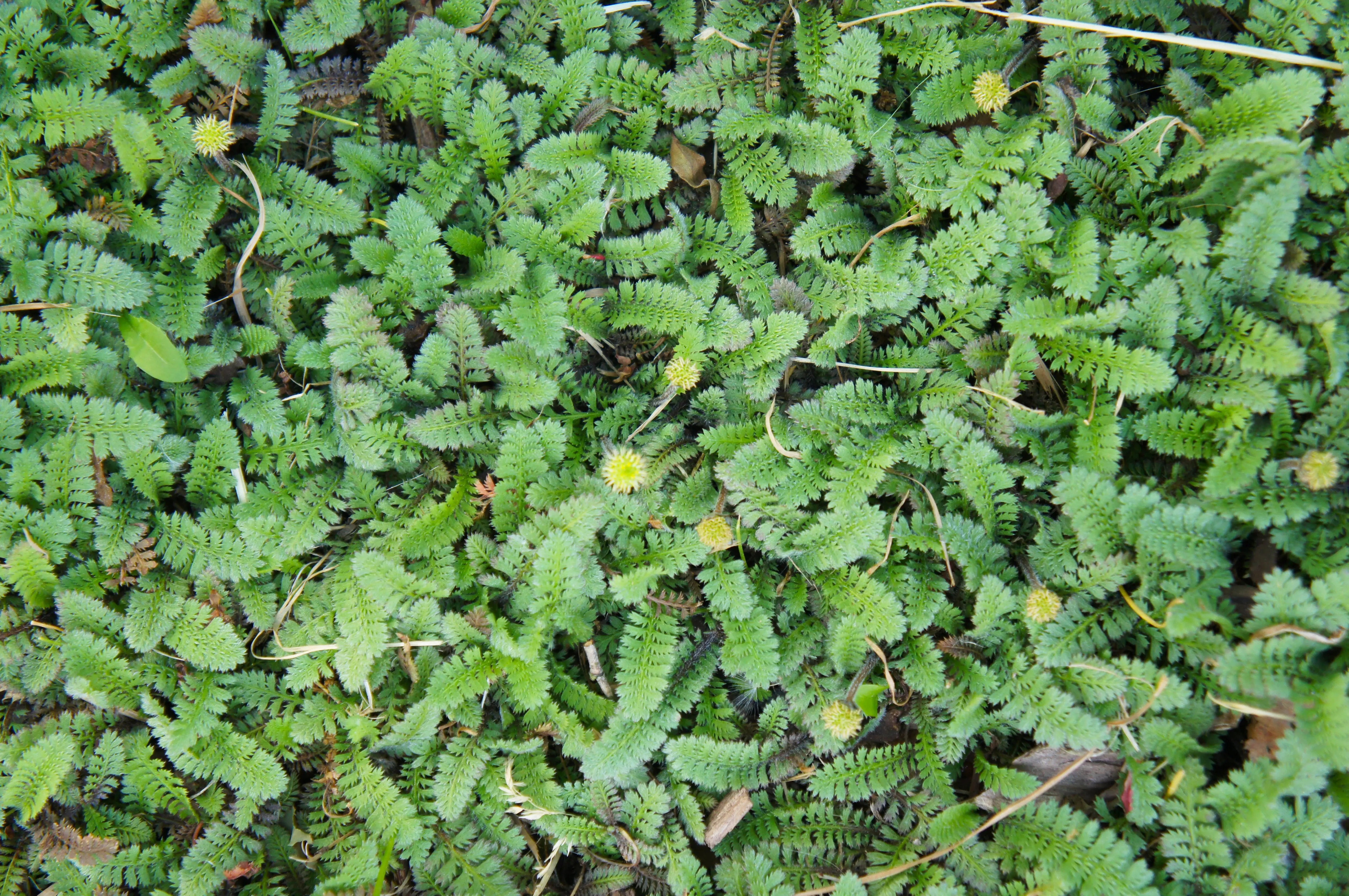 Fiederpolster Cotula / Leptinella squalida, Staude von Stauden Gänge, grüne, niedrige Bodendecke mit kleinen Blättern