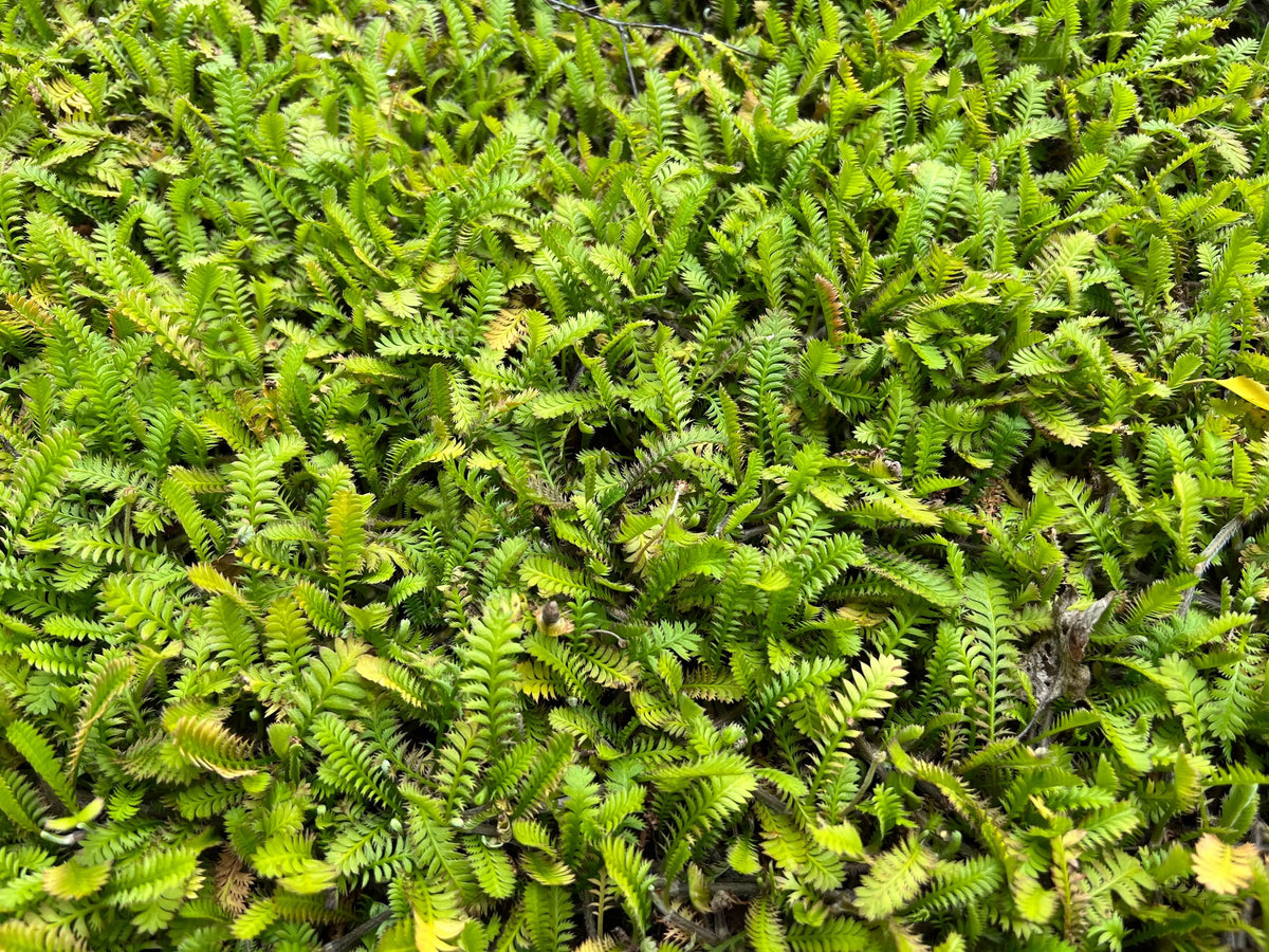 Fiederpolster Cotula / Leptinella squalida 'Minima' als Staude, grüne, niedrige Bodendecke mit kleinen Blättern.