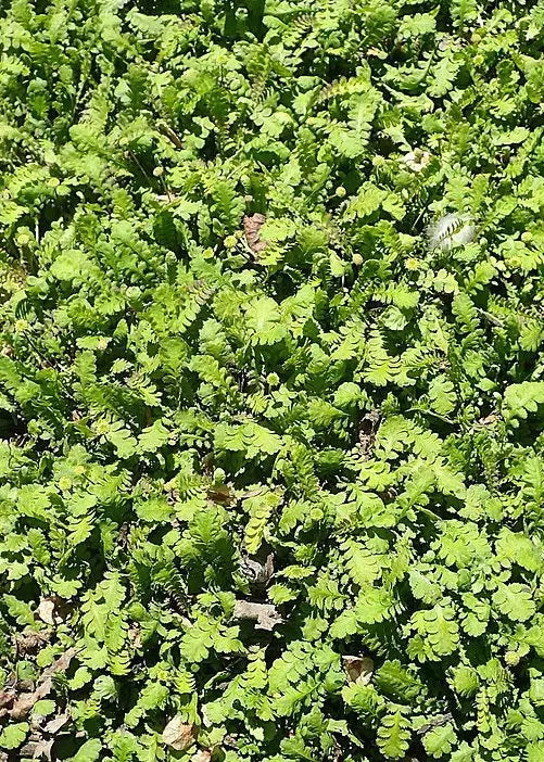 Fiederpolster Cotula / Leptinella squalida 'Minima' von Stauden Gänge, kleine grüne Staude mit feinen Blättern