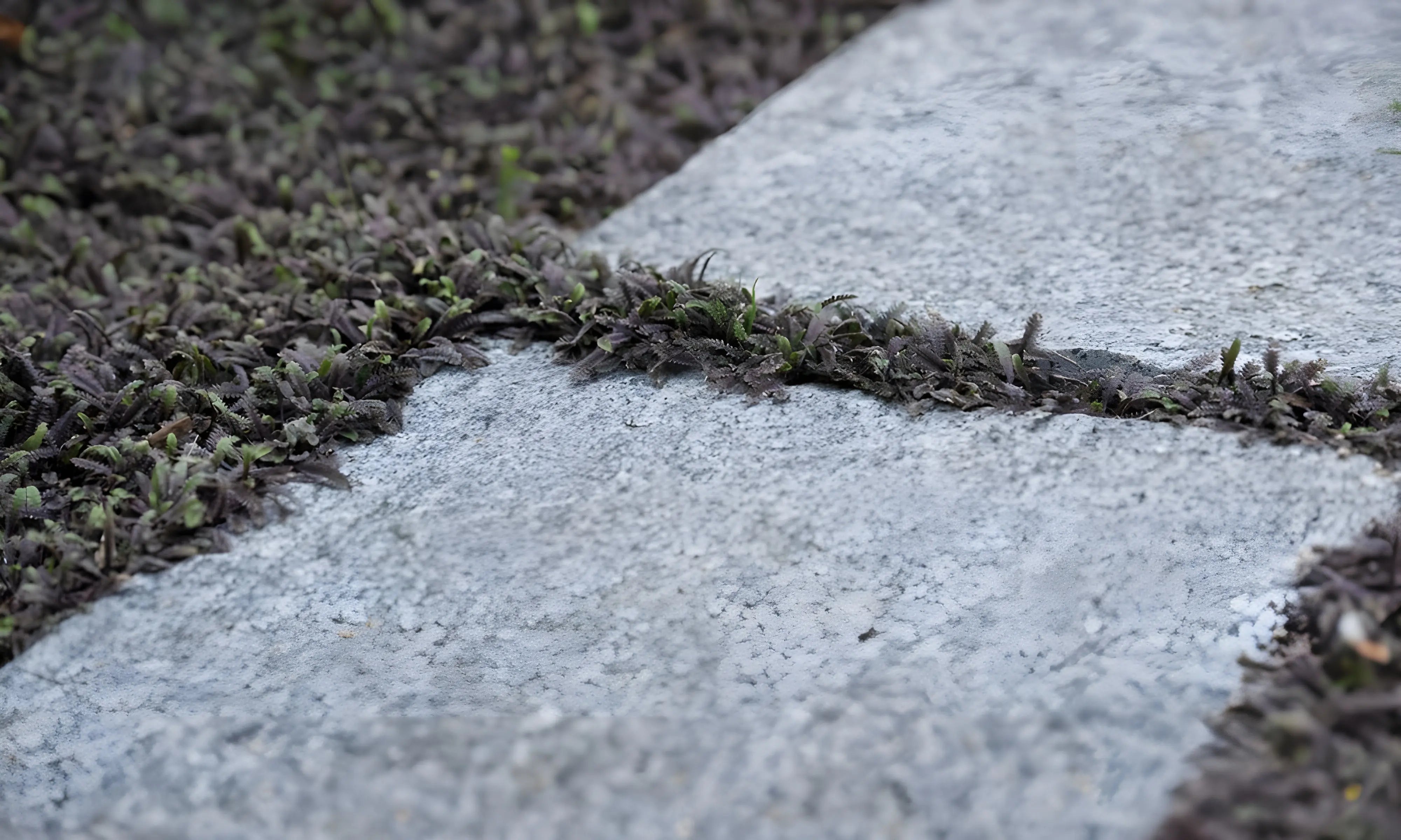 Fiederpolster Cotula / Leptinella squalida 'Platts Back' als Staude, grüne, feine Blätter, im Garten.