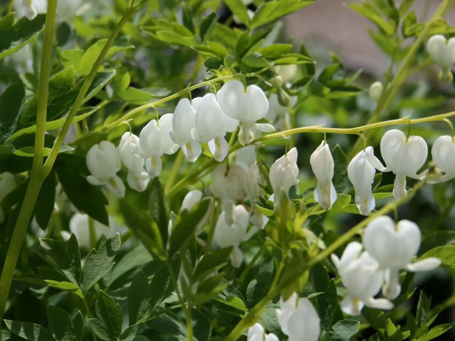 Weiße Dicentra spectabilis 'Alba' Tränendes Herz Staude, blühend mit herzförmigen Blüten, von Stauden Gänge.