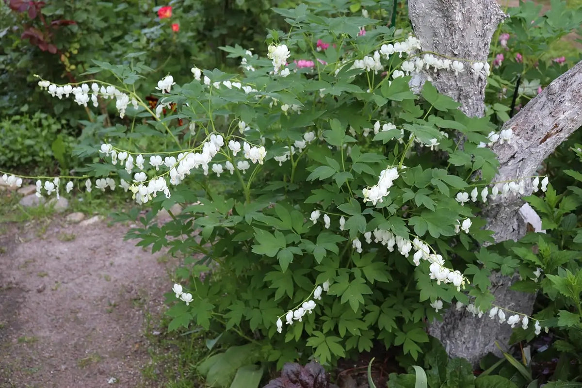 Weiße Dicentra spectabilis 'Alba', Tränendes Herz Staude von Stauden Gänge, blüht mit herzförmigen Blüten in einem Garten.