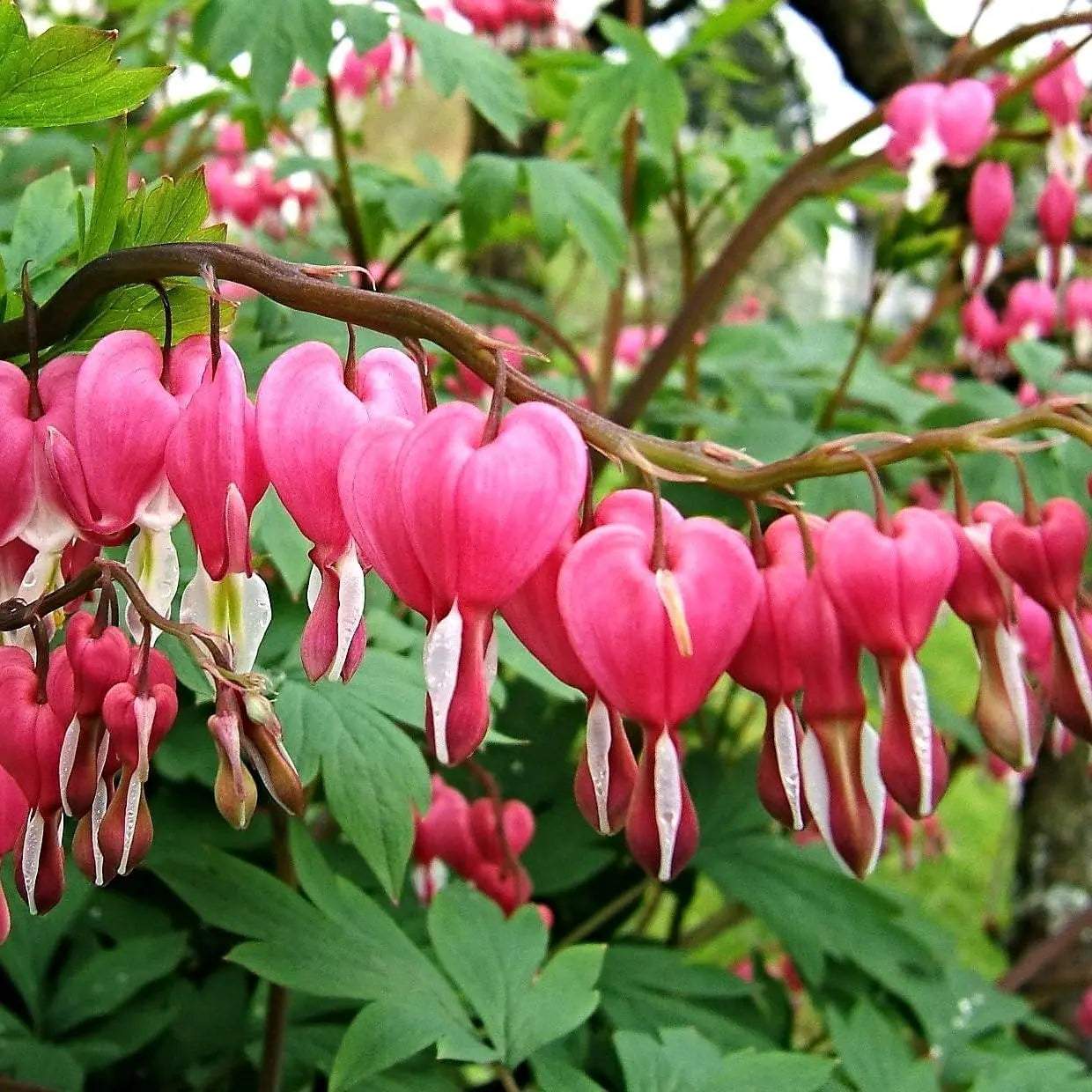 Dicentra spectabilis, Traurendes Herz Staude von Stauden Gänge mit pinken, herzförmigen Blüten in einem Garten.