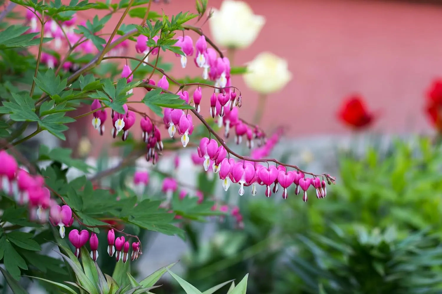 Bunte Dicentra spectabilis, Tränendes Herz Staude von Stauden Gänge, mit herzförmigen Blüten und grünen Blättern.