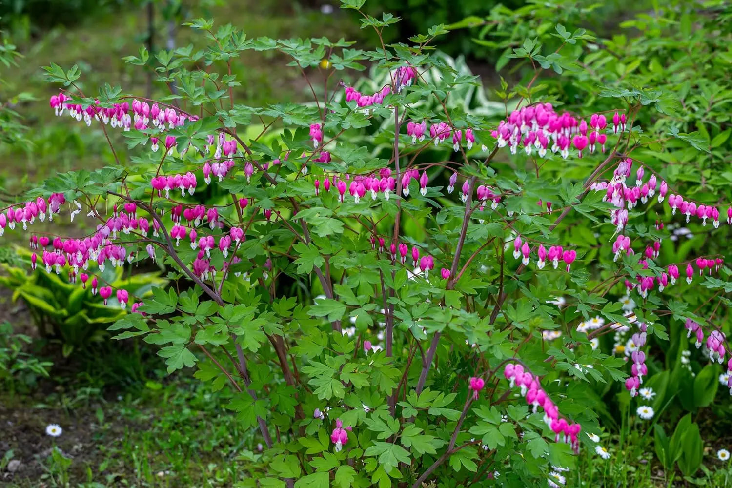 Blick auf eine Dicentra spectabilis Staude, bekannt als Tränendes Herz, mit pinken Blüten und grünen Blättern, von Stauden Gänge.