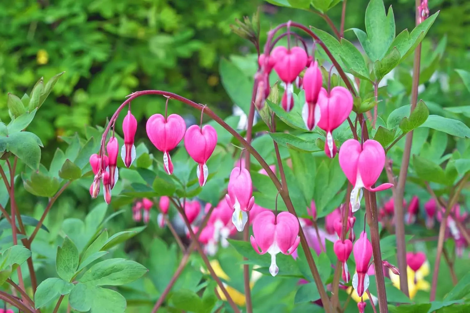 Blick auf eine Staude Dicentra spectabilis, auch Tränendes Herz genannt, mit zarten, herzförmigen Blüten in einem Garten.