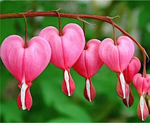 Blick auf eine blühende Dicentra spectabilis, auch Tränendes Herz, als Staude von Stauden Gänge in natürlicher Gartenumgebung