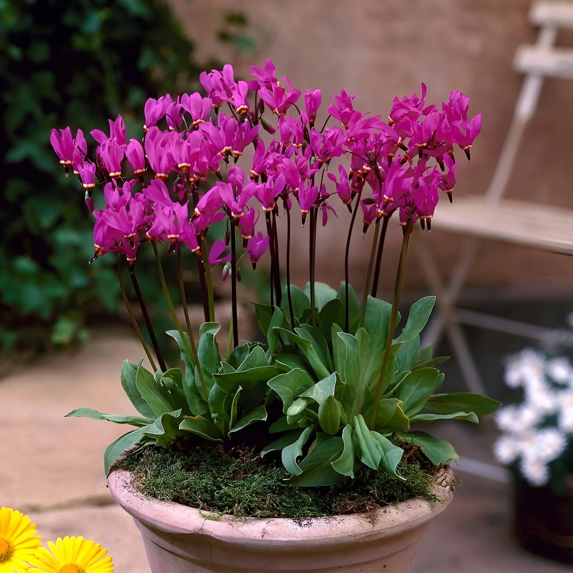 Blaue Götterblume Staude Dodecatheon meadia vor grünen Blättern, natürliche Gartenpflanze, Stauden Gänge