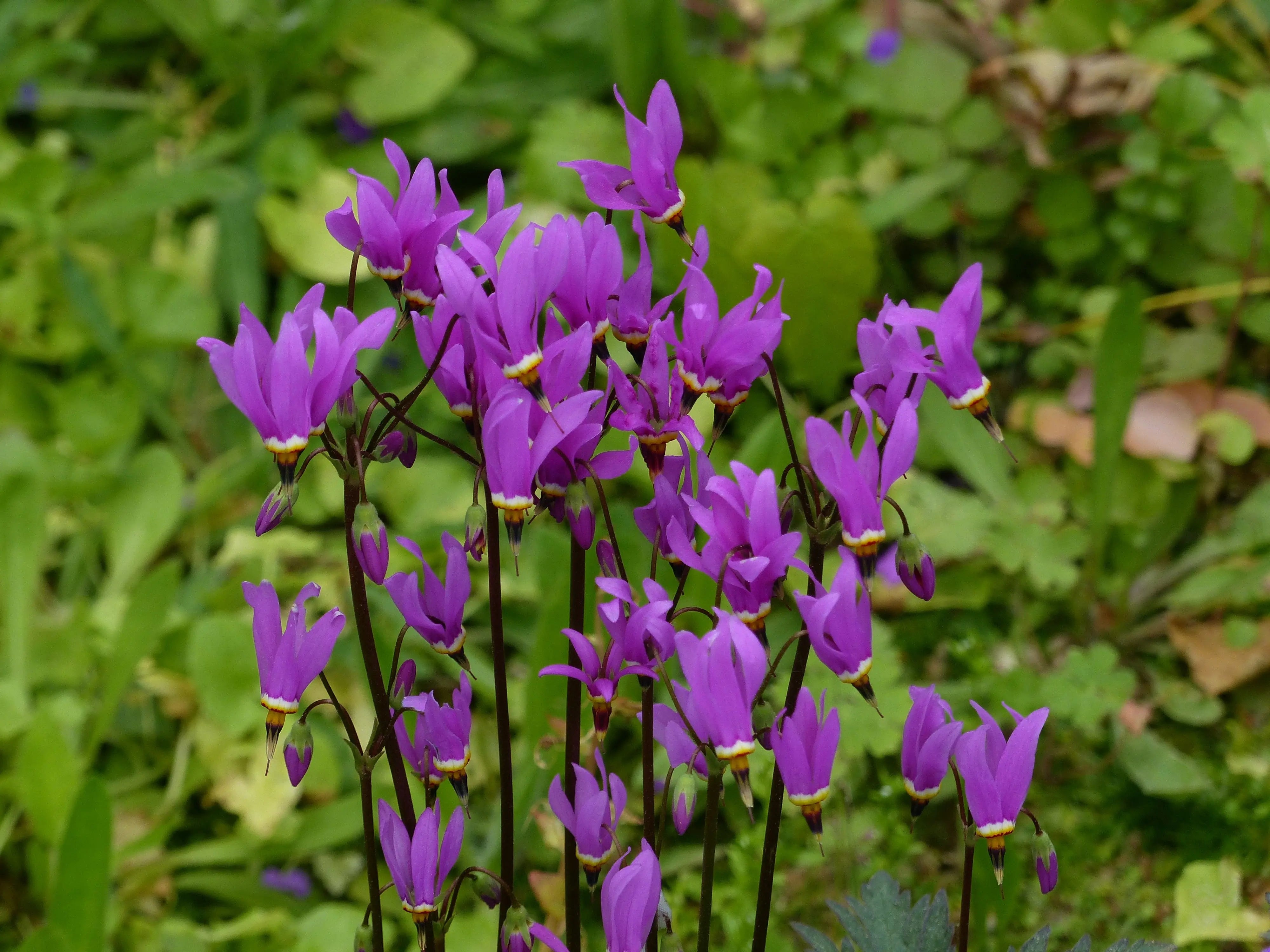 Dodecatheon meadia Götterblume Staude von Stauden Gänge mit blühenden rosa Blüten, grüne Blätter, natürliche Gartenumgebung