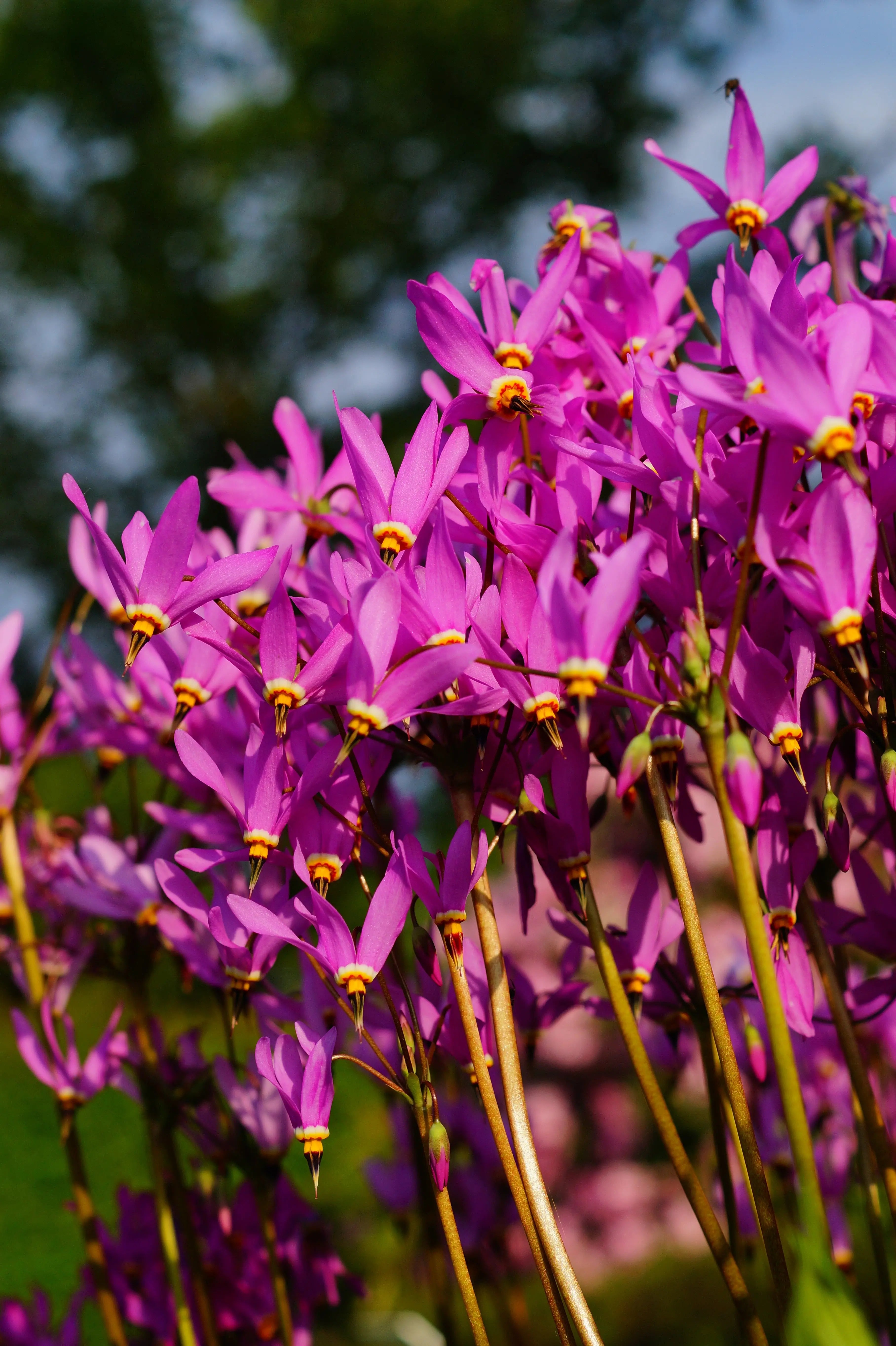 Dodecatheon meadia Götterblume Staude mit weißen Blüten, im Garten, von Stauden Gänge, Nahaufnahme der Blüten und grünen Blätter