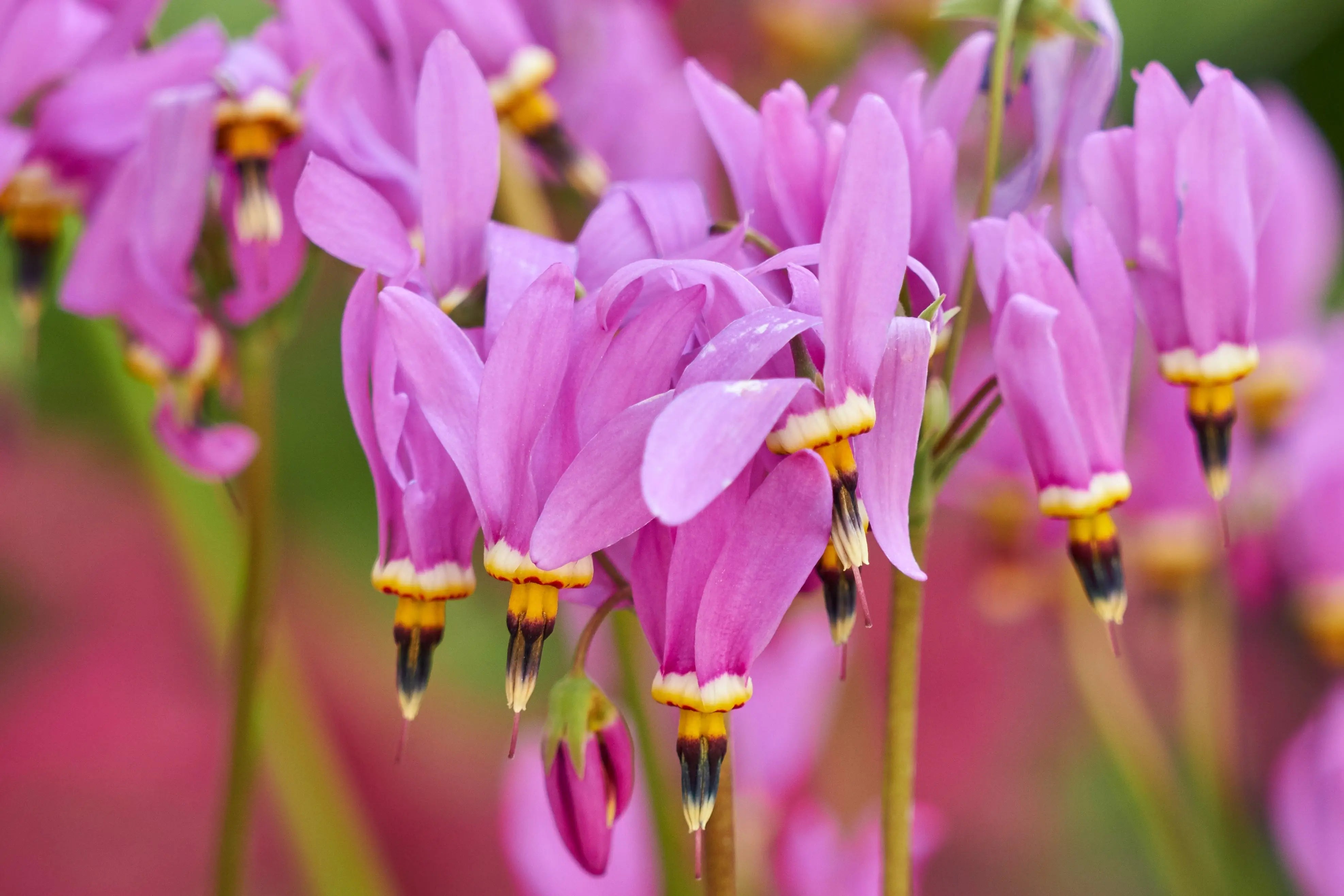 Dodecatheon meadia Götterblume Staude mit weißen Blüten, von Stauden Gänge, Nahaufnahme der Blüten und grünen Blätter