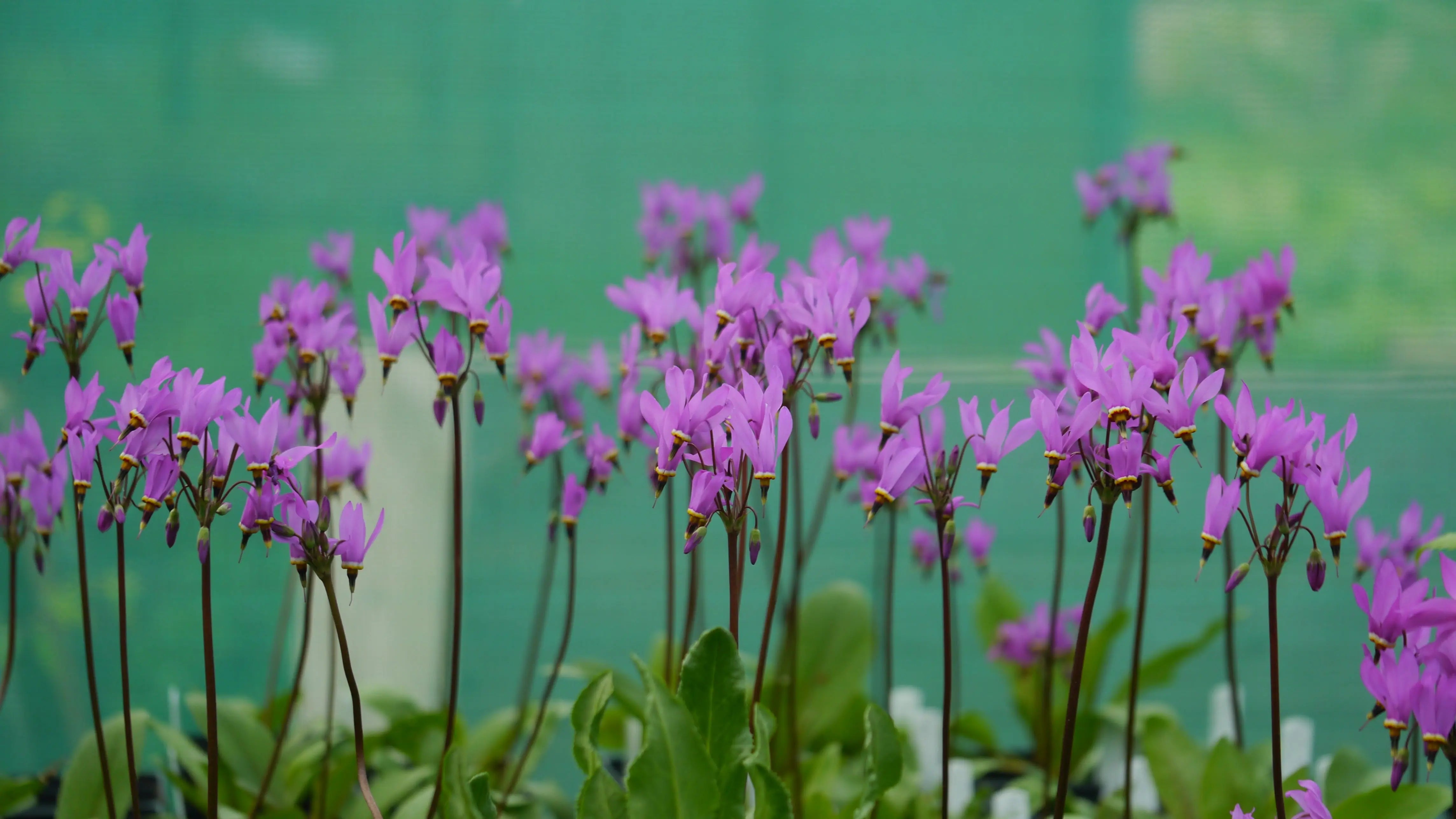 Dodecatheon meadia Götterblume Staude mit blauen Blüten, von Stauden Gänge, detailreiche Nahaufnahme