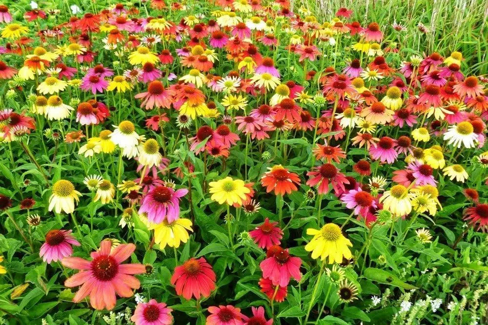 Echinacea purpurea 'Cheyenne Spirit' Staude mit purpurfarbenen Blüten und grünen Blättern, Stauden Gänge.