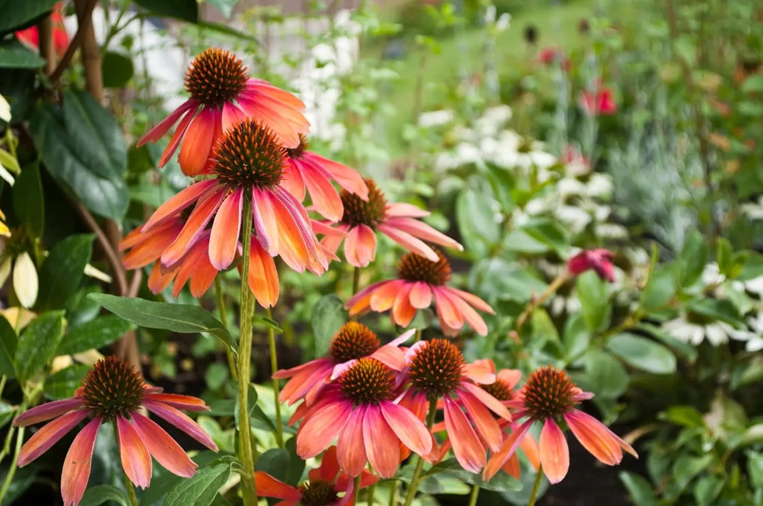 Bunte Blüte der Staude Echinacea purpurea 'Cheyenne Spirit' von Stauden Gänge, mit pinken Blüten und grünen Blättern