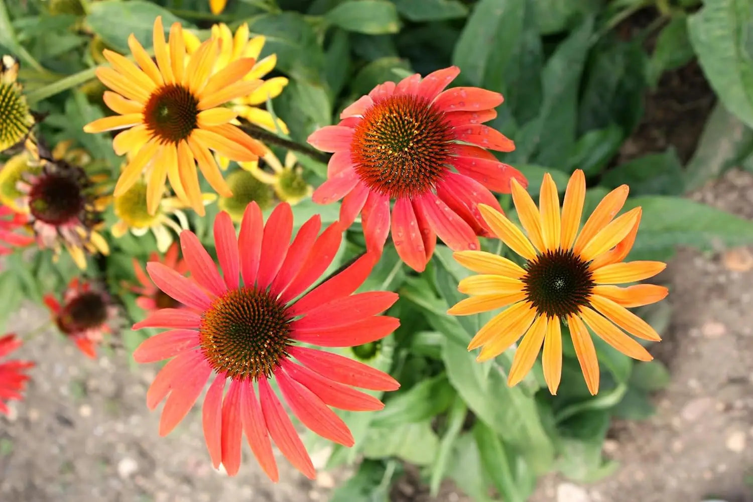 Mehrjährige Echinacea purpurea 'Cheyenne Spirit' von Stauden Gänge, mit rosa Blüten und grünen Blättern, Staude im Garten.